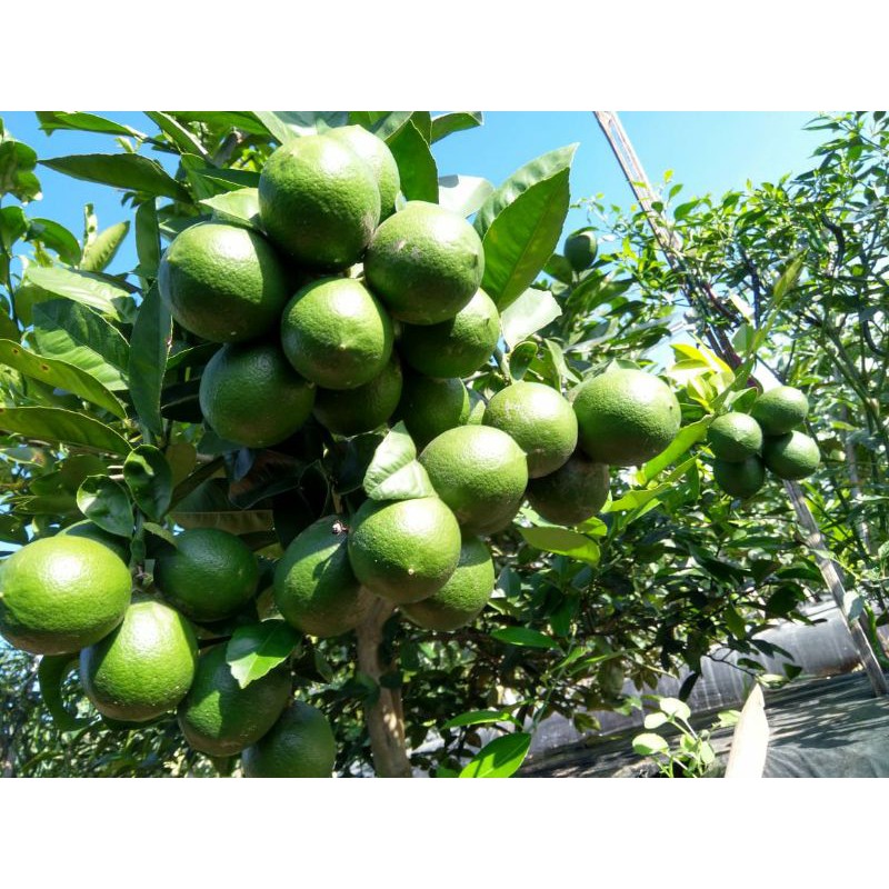 

lemon California murah 1 kg