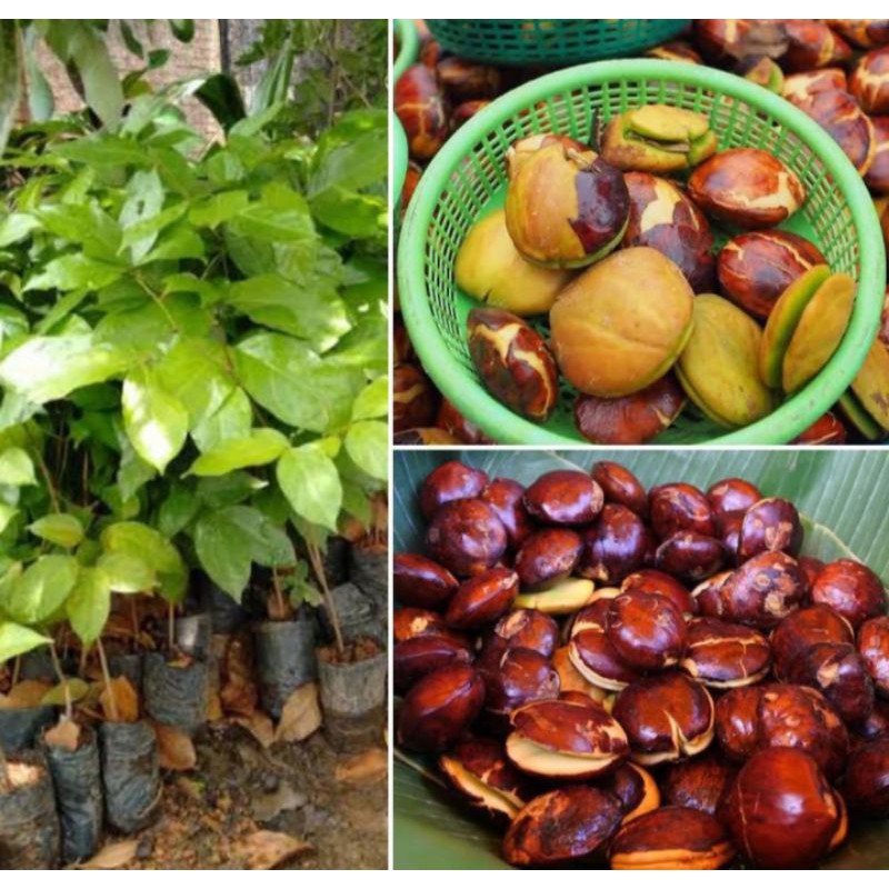 bibit jengkol pohon tanaman jengkol jengkol isi 3 jengkol