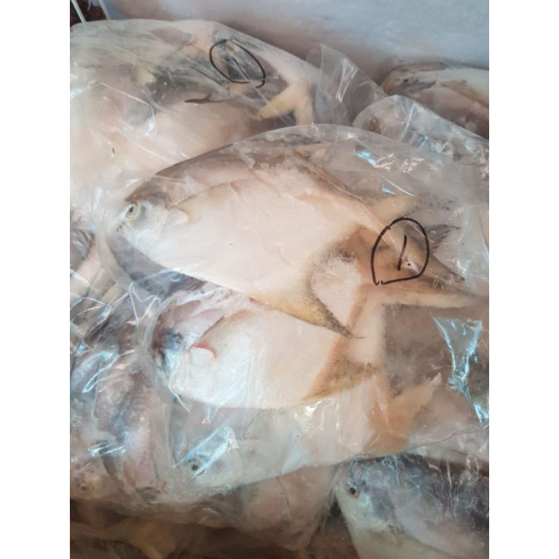 

ikan bawal besar 1kg fresh SeaGoods.id