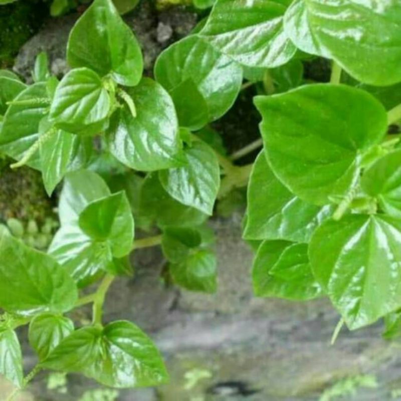 

Daun Suruhan daun Sirih Cina Atau Ketumpang Air Segar Per 500 gram