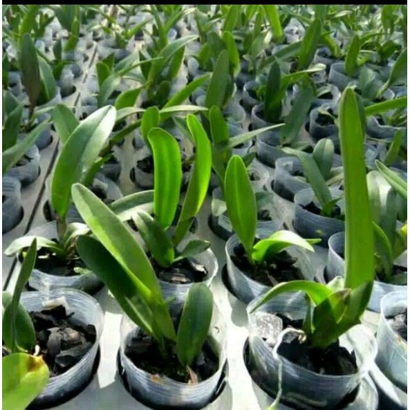 Tanaman Anggrek Cattleya Seedling Hybrid - Bibit Bunga Cattleya Anggrek