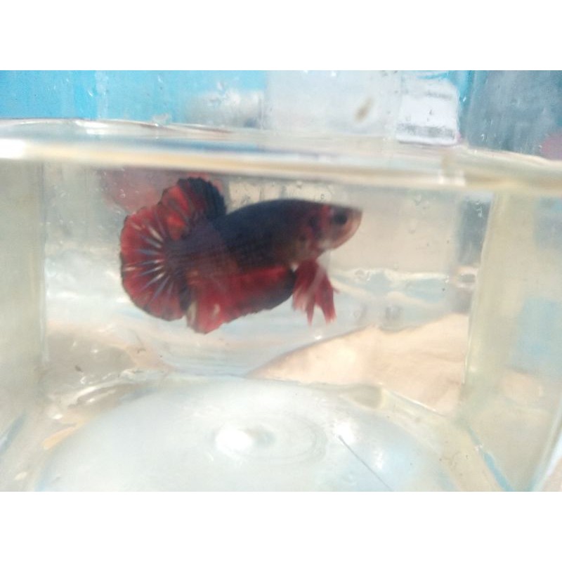 Cupang Hellboy Besgel, Size M, Male, Real pic