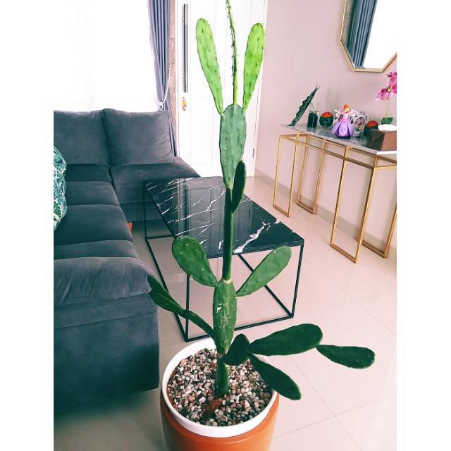 Tanaman hias katus centong /katus mikay