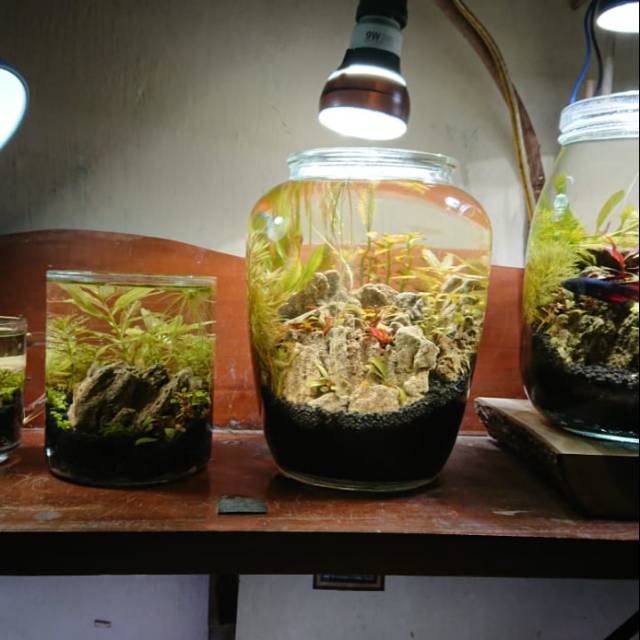 

Ikan laut murah