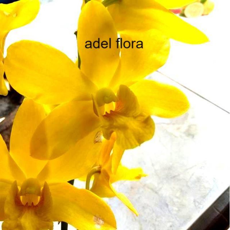 Anggrek Dendrobium Thongchai x Power gold (DEWASA)