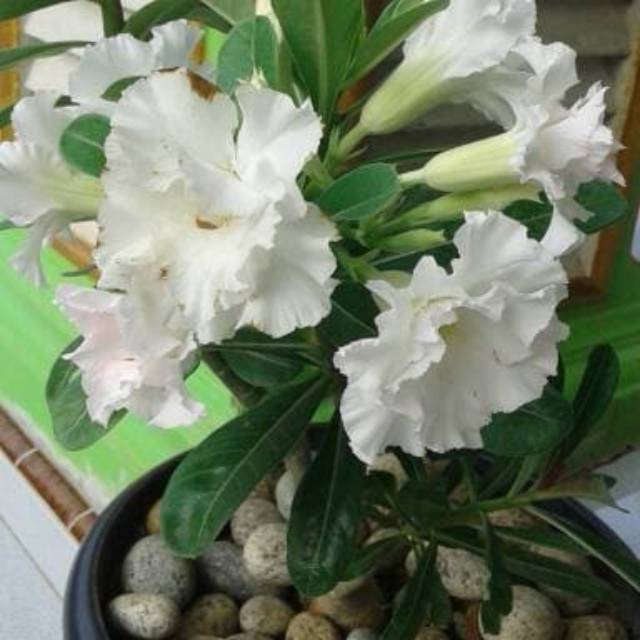 Bibit bunga adenium kamboja putih