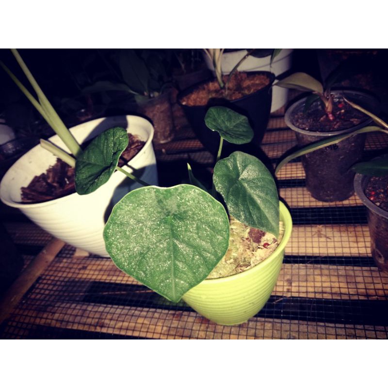 ALOCASIA MELO ORIGINAL / RHINO SKIN / MELO BADAK