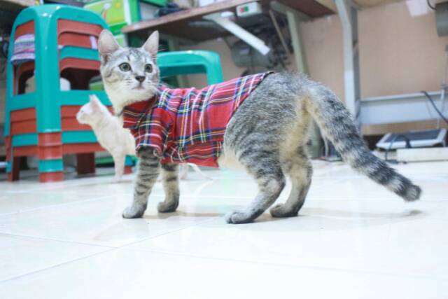 Kemeja kotak-kotak merah lucu untuk kucing dan anjing size S M L XL / baju kucing murah