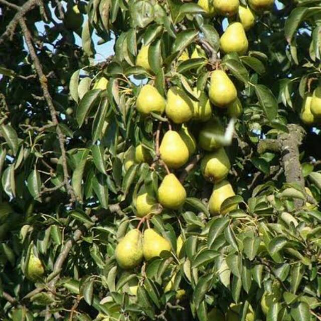 Bibit Buah Jambu Pir.