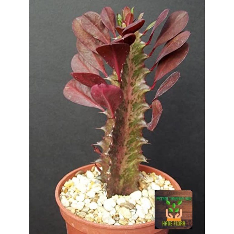 cactus euphorbia African milk tree