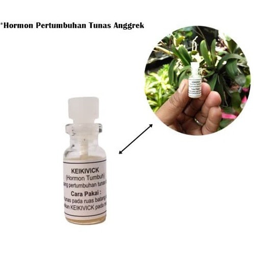 Hormon Pertumbuhan Tunas Anggrek