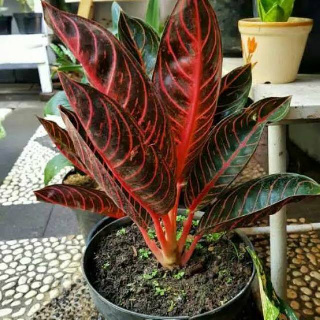 Aglaonema Red Sumatra Tanaman Hias