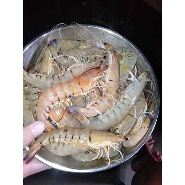 

Udang