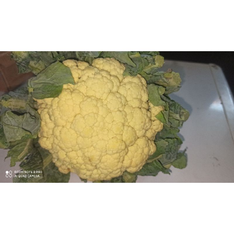 

Bunga Kol (Brokol) / sayur segar ( tanya stok )