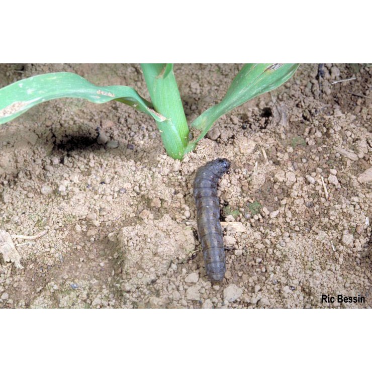 Diazinon 10gr 1kg Insektisida Obat Pembasmi Hama Tanaman Ulat Tanah Shopee Indonesia