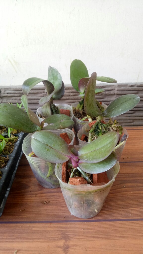 Anggrek Bulan Taiwan Remaja