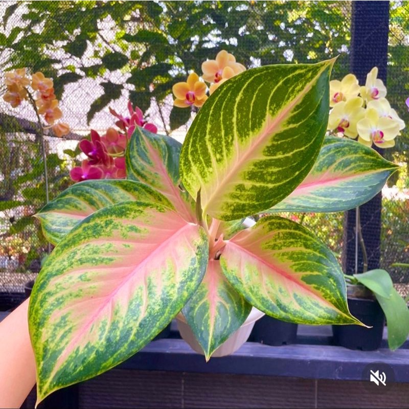 Aglonema gendhis/ Tanaman Hias Bunga Aglaonema Murah Merah BUKAN bonggol bibit - tanaman hias hidup 