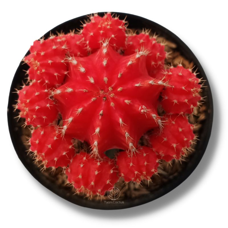 Kaktus | Gymno Import Red Rubby | Kaktus Gymno Warna Warni | Tanaman Kaktus bukan Artifical | Free P