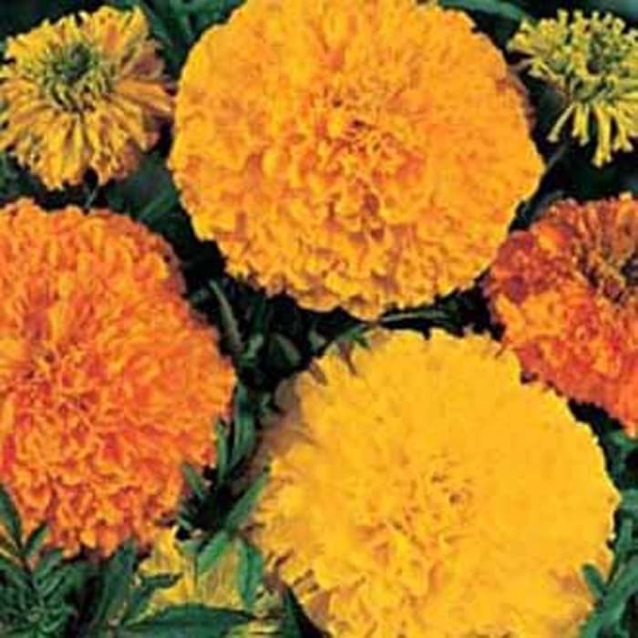 10 benih-bunga-marigold-african-crackerjack-mr-fothergills