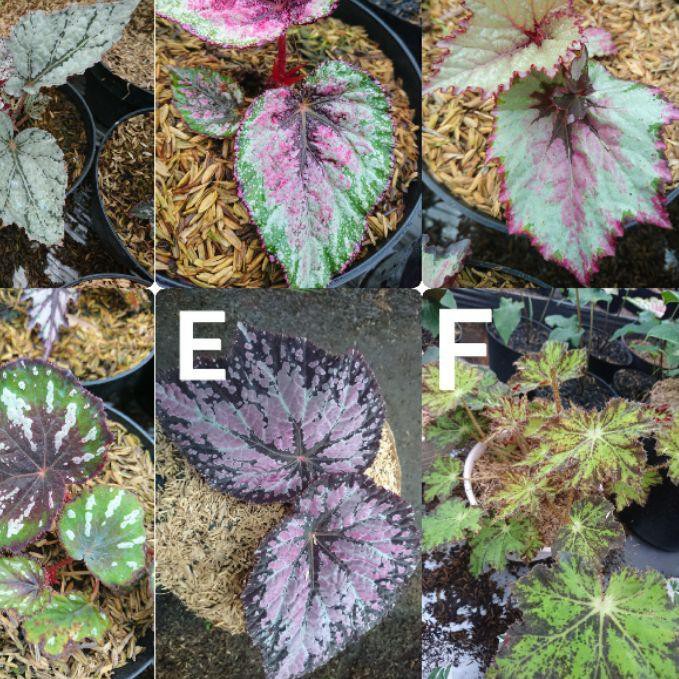 ✦✧✦ bunga begonia 12 jenis