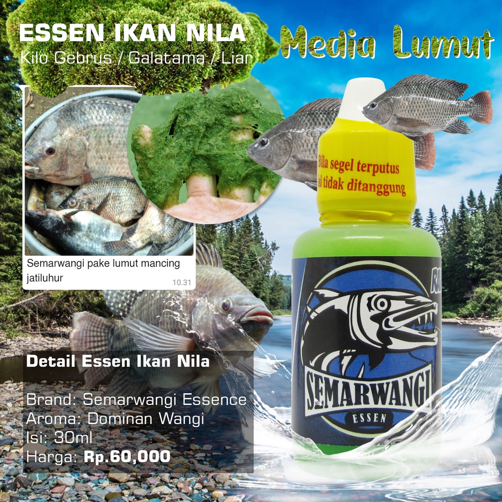 Essen Ikan Nila Semarwangi Media Lumut Esen Umpan Mancing Oplosan Liar Harian Kilo Gebrus Paling Amp