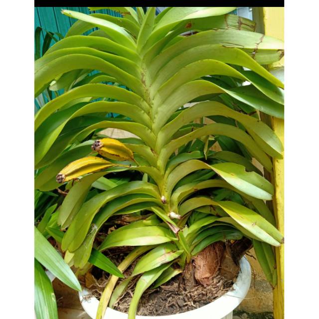 Anggrek vanda jumbo dewasa