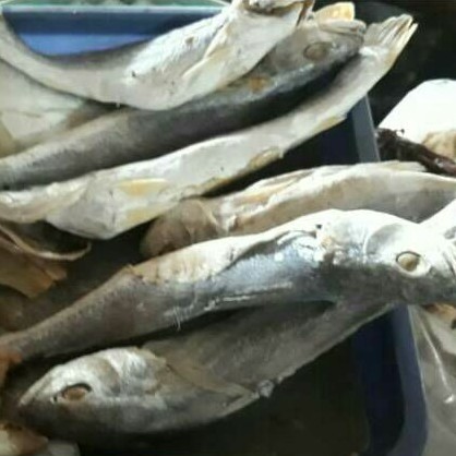 

Ikan asin samge / kepala batu / Senangin 250gr