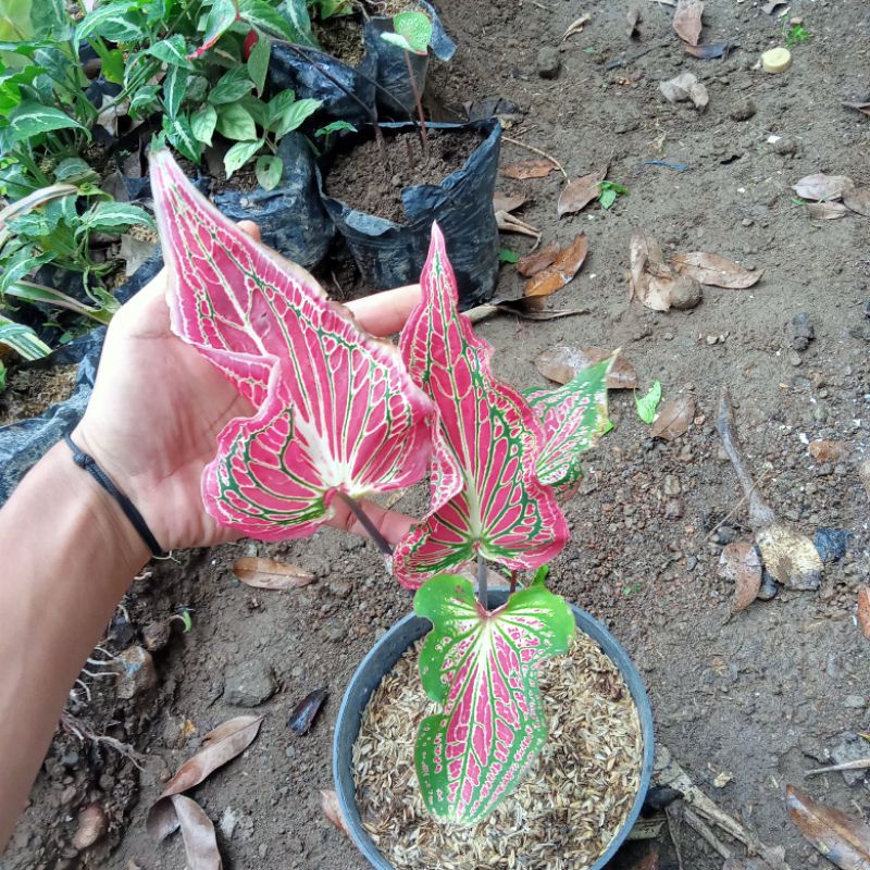 TANAMAN HIAS CALADIUM/KELADI WAYANG MERAH MERONA