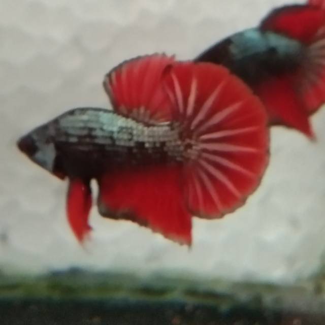 Bahan cupang hmpk grade kontes