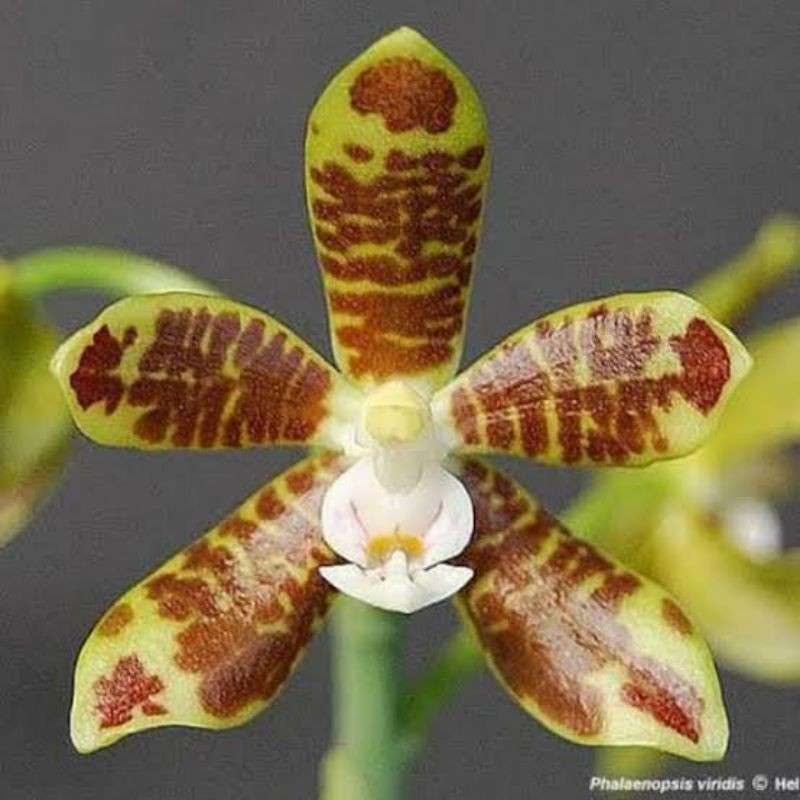 Anggrek Phalaenopsis Viridis