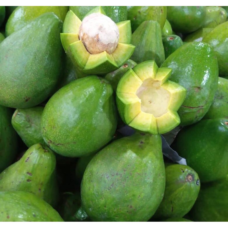 

Alpukat mentega lampung