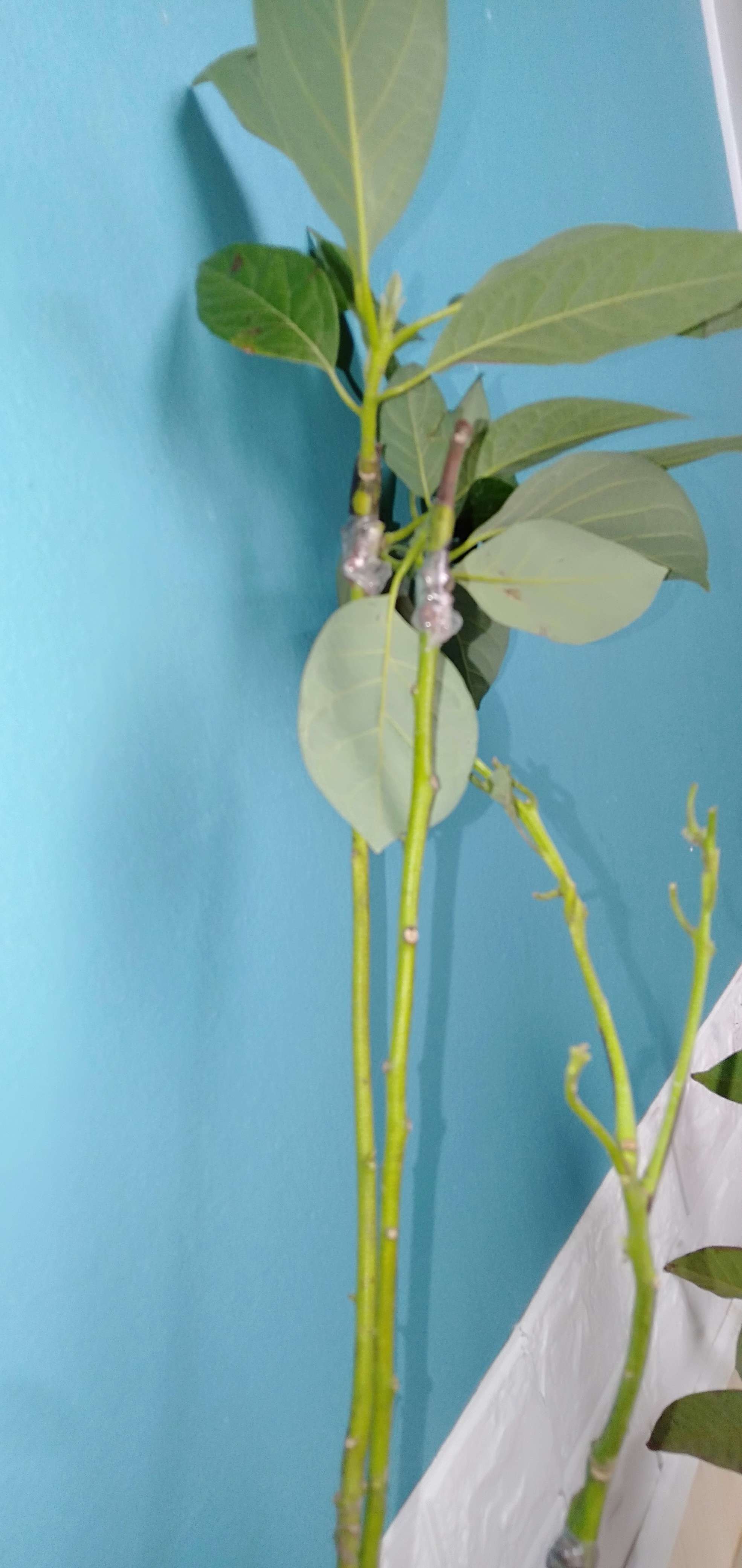 Bibit Alpukat Kendil Super Unggul