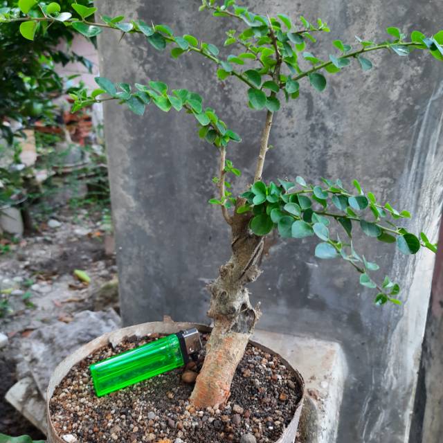 Bahan bonsai sisir mame.