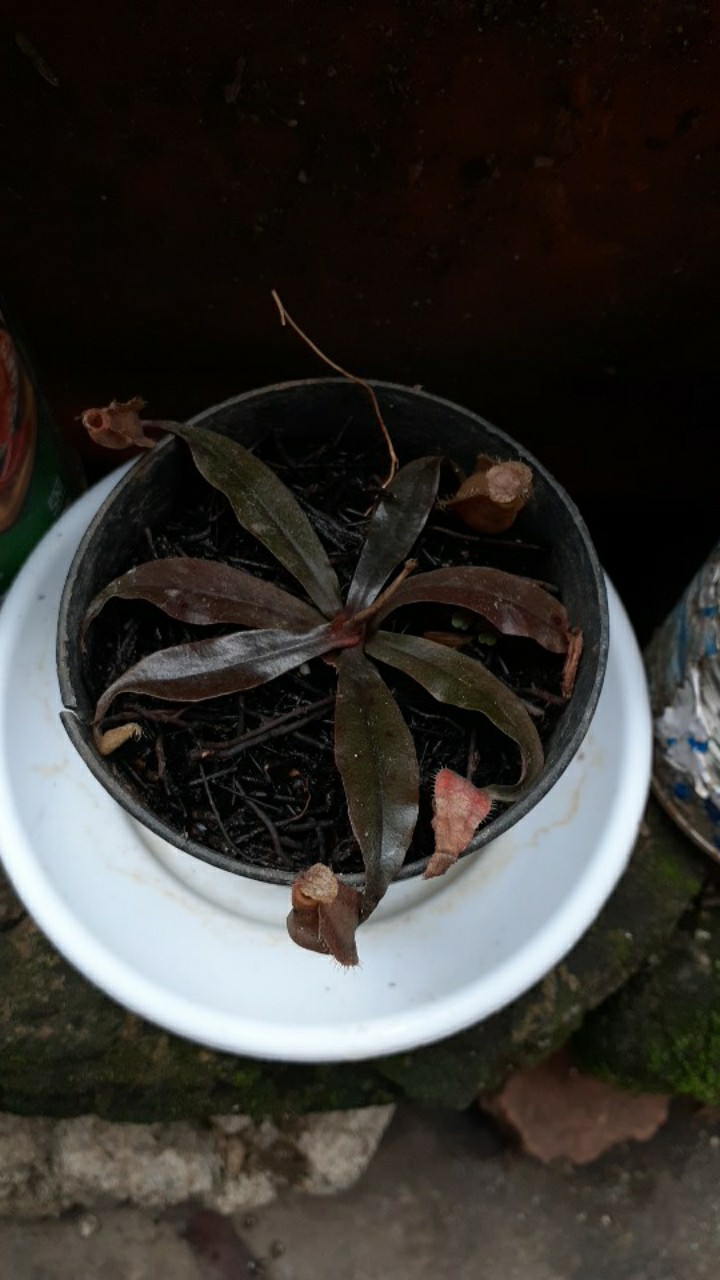 Tanaman Hias Nephentes Raflessiana (s) Hasil Kultur Jaringan