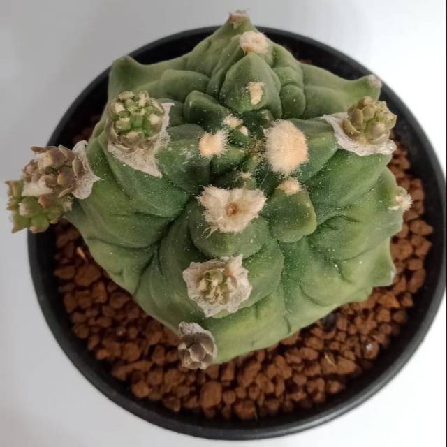 Gymnocalycium Kikko Montrose