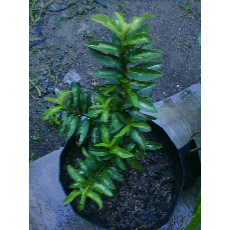 Bibit Jambu Biji Kerikil / Mini / Klutuk Variegata pkl