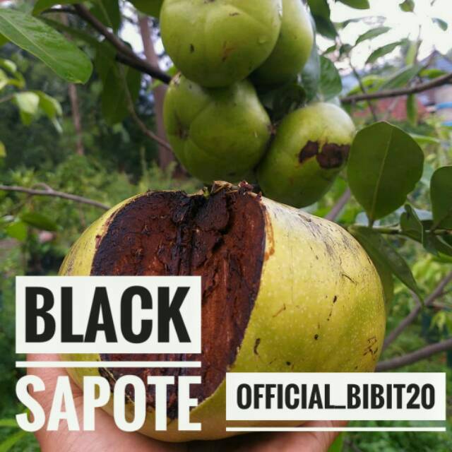 Black Sapote Sawo Hitam Tinggi 120 Cm || Hasil okulasi