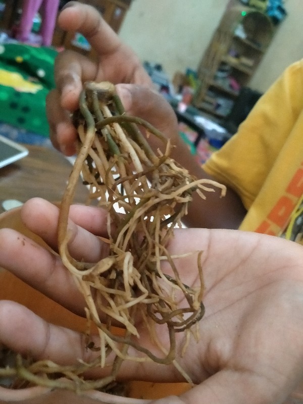 Promo!!! Bonggol Aglonema Golden Hope