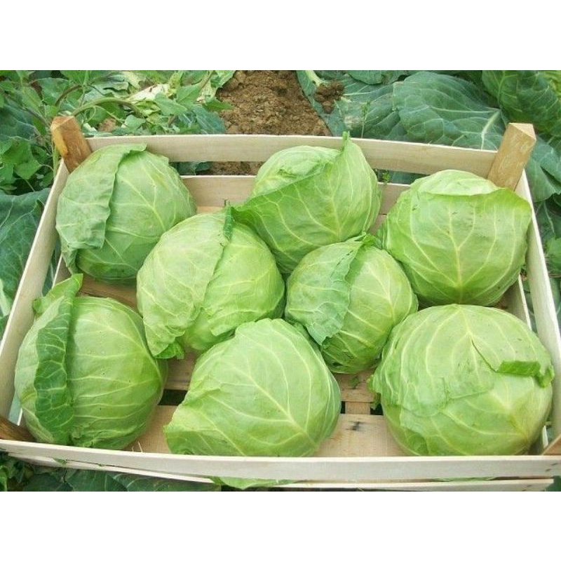 Repack Benih Kubis Hijau SUMMER AUTUMN ( 30bj )