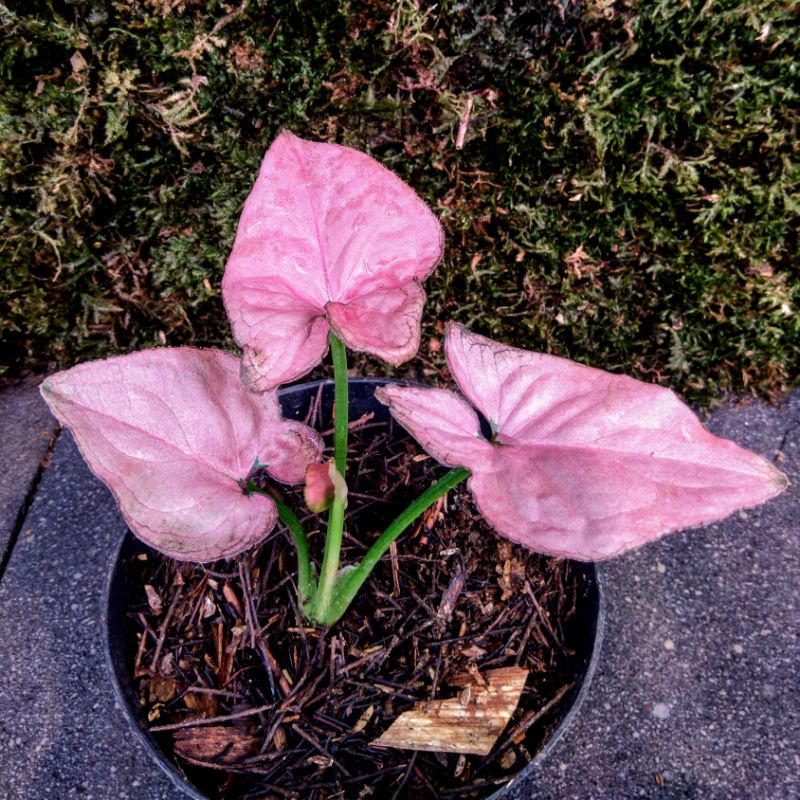 RAMDHAN SALE Syngonium Pink Perfection Original
