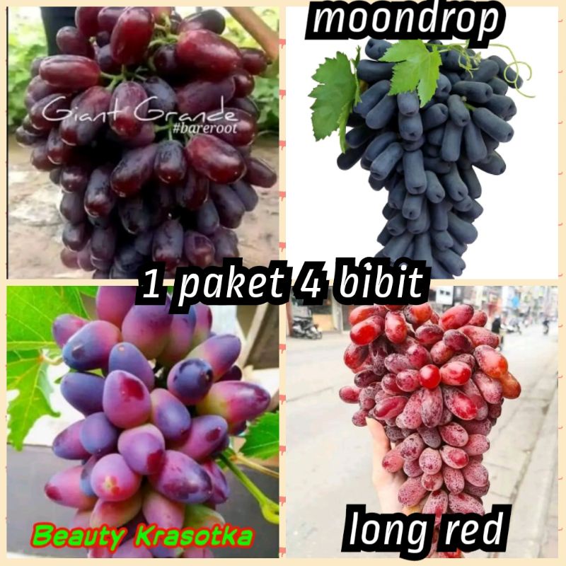 bibit anggur import isi 4 farian