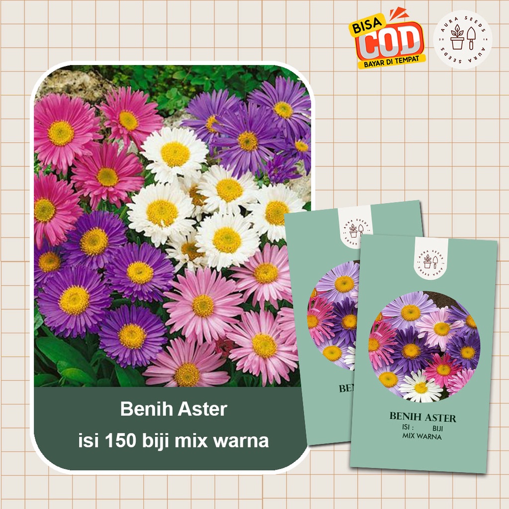 Benih Bibit Biji Bunga Krisan Aster Isi 150 Biji Mix Warna Benih Bunga Tanaman Hias Murah