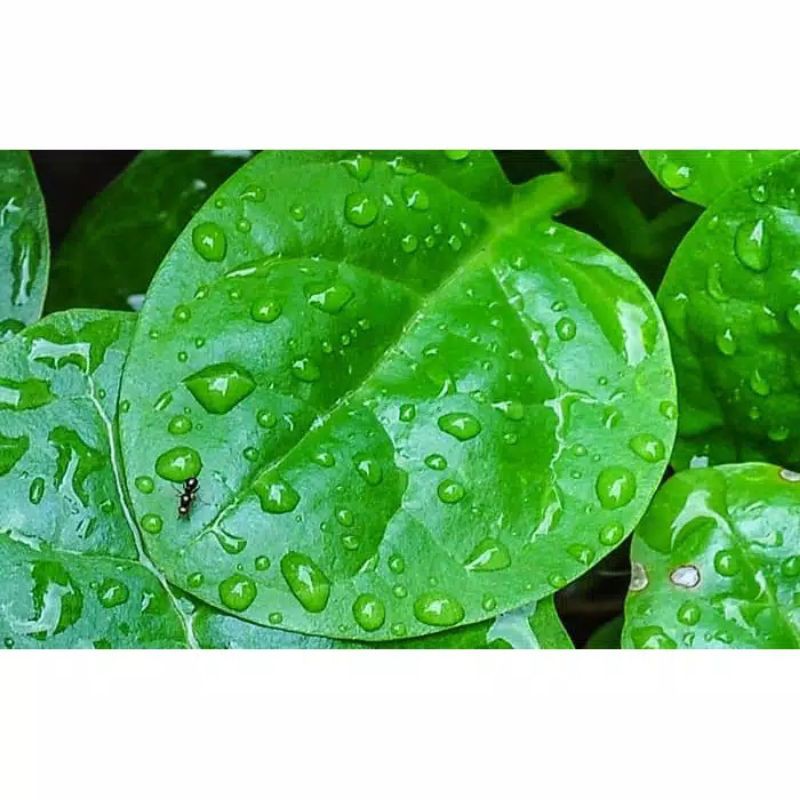 

500 gr daun binahong segar organik di petik ketika di pesan