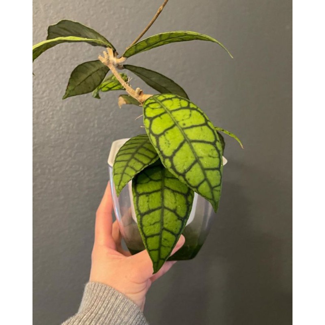 HOYA SP KALIMANTAN BARAT