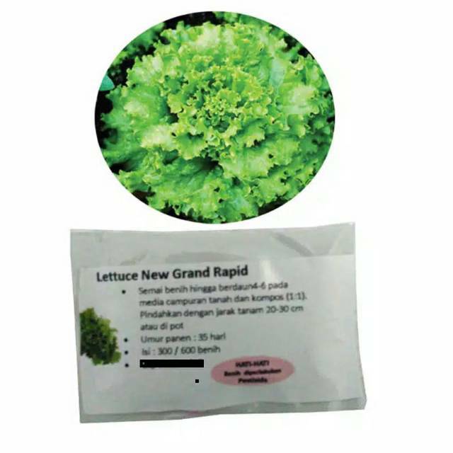 Selada hijau Lettuce- New Grand Rapid- 300benih