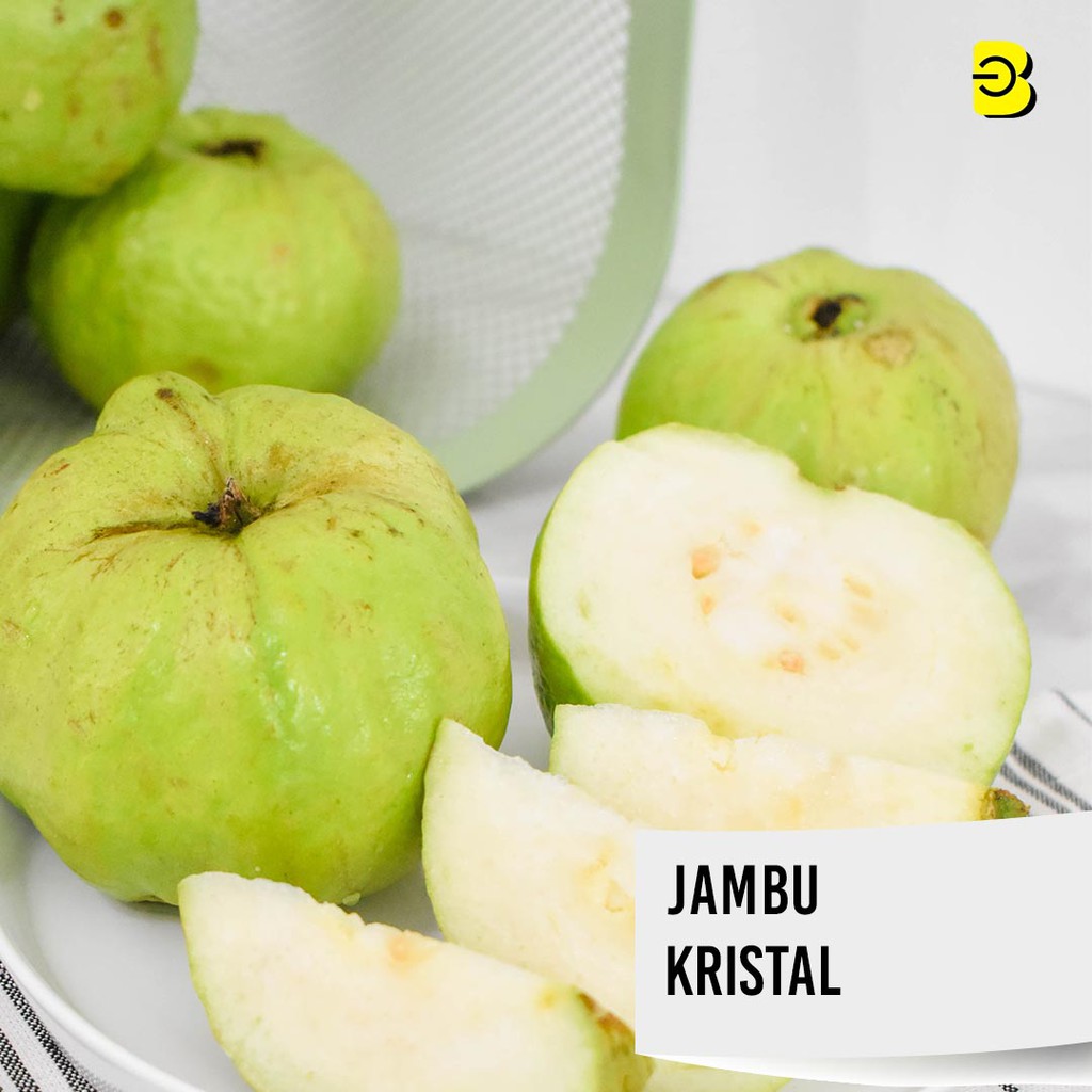 

BUAH JAMBU KRISTAL PREMIUM BELIDIKITA | JAMBU KRISTAL MANIS SEGAR BOGOR