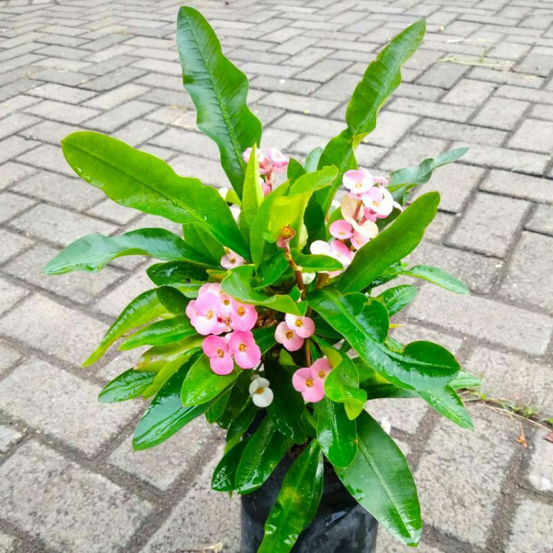Tanaman Hias Euphorbia bunga kecil
