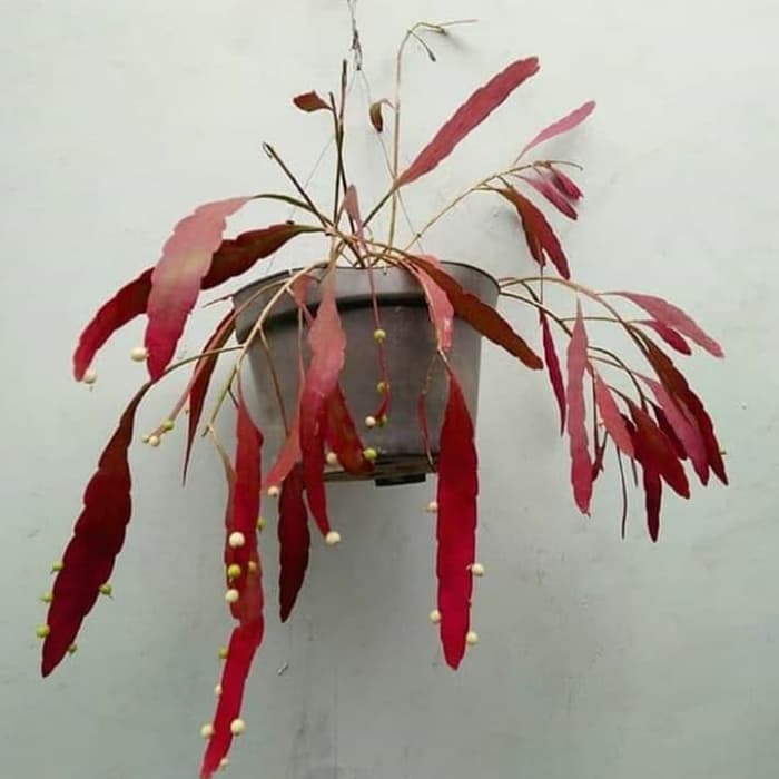 tanaman hias wijaya kusuma tasbih - wijaya daun merah - kusuma wijaya