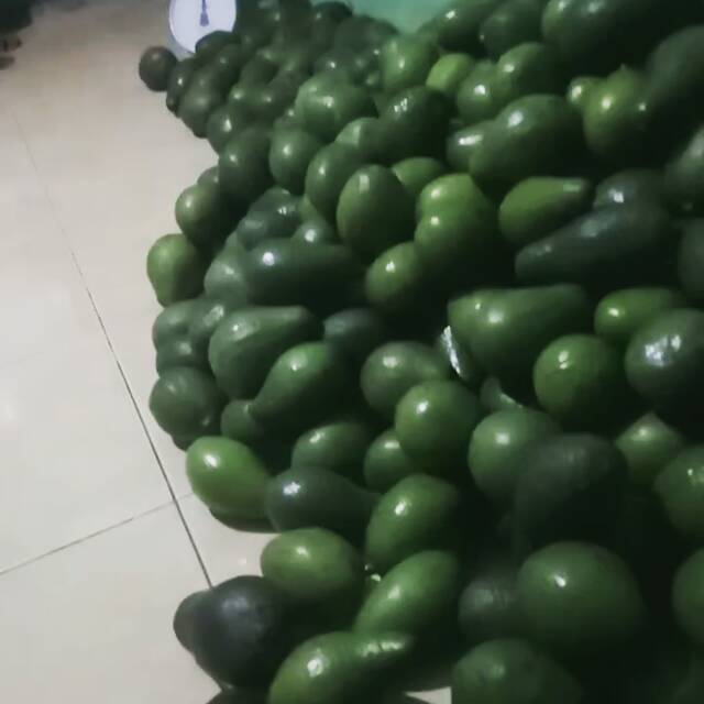 

Alpukat mentega asli ori 2kg isi 5buah