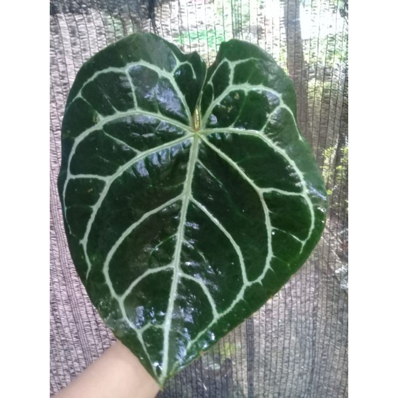 Anthurium Crystallinum Dark Form / Kuping Gajah Tanaman Hias Koleksi